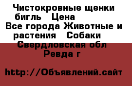 Чистокровные щенки бигль › Цена ­ 15 000 - Все города Животные и растения » Собаки   . Свердловская обл.,Ревда г.